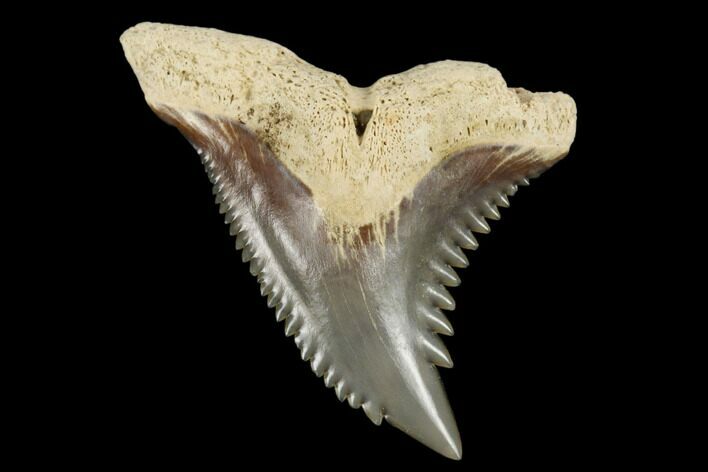 Snaggletooth Shark (Hemipristis) Tooth - Aurora, NC #180155